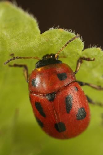 Gonioctena fornicata